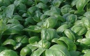 Basilico Italiano classico