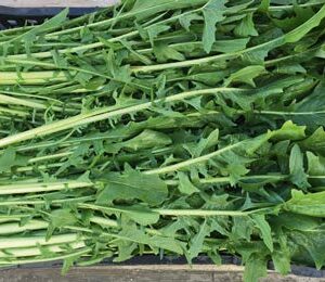 Catalogna Gigante Di Chioggia