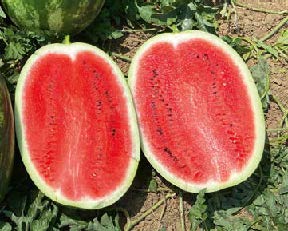 Dorotea F1 (WM 21158)