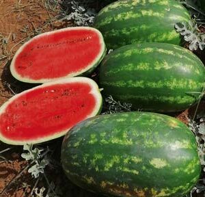 Melissa F1 (WM 20160)