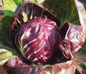 Palla Rossa 2 - Preco