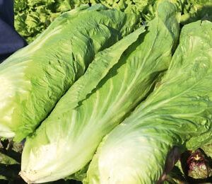 Pan Di Zucchero - Pandora