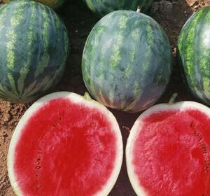 Rebecca F1 (WM 21061)