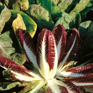 Rossa Di Treviso Precoce - Trevor