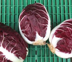 Rossa Di Verona Precoce - Toga