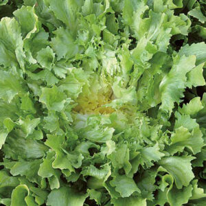 Bionda a cuore pieno