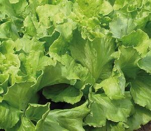 Goriziana estiva - sel. Tina