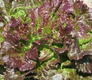 Maravilla de verano / Rubra - batavia rossa