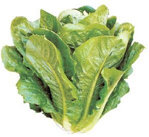 Verde degli ortolani - Green Cos