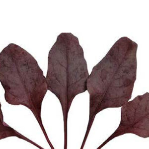 Bulls blood (BB 217)