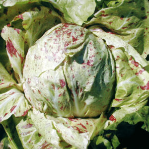 Variegata Castelfranco di Lusia