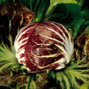 Palla Rossa 5 - Preda