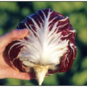 Palla Rossa 6 - Meda