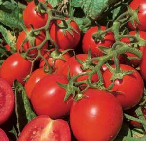 PRIVIO (ES 3120) F1*