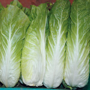 Pan di zucchero - Calipso