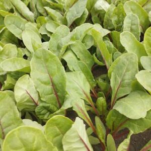 Rubarb chard
