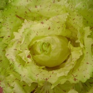 Variegata di Castelfranco