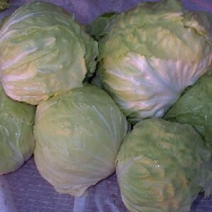 Variegata di Chioggia - Palla Bianca