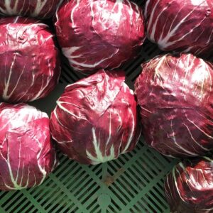 Variegata di Chioggia - Tarda