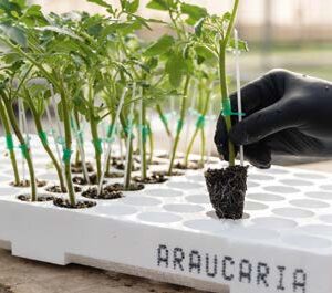 Araucaria F1
