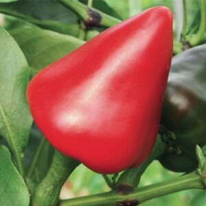 Bottonazzo (Ph 16970)