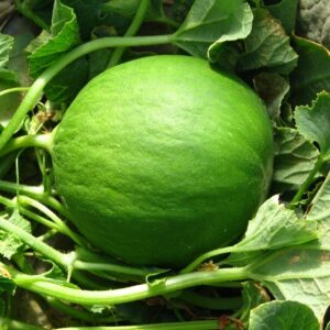 Carosello Barattiere