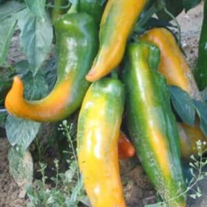 Corno Di Toro Giallo – Donor