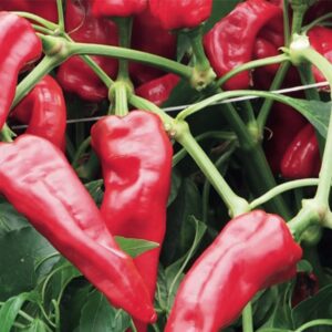 Corno Rosso – Senise