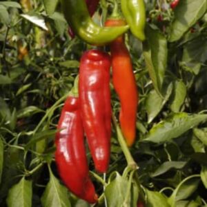 Corno Di Toro Rosso – Uro