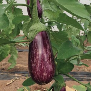 Dafne (Egp 17017) F1