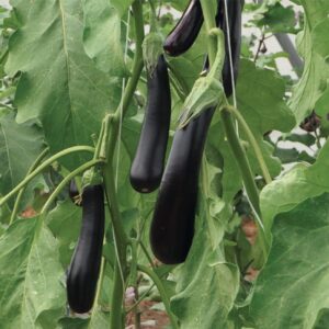 Epoca (Egp 17013) F1