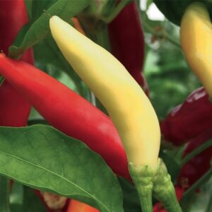 Piccante Citrino (Ph 16969)