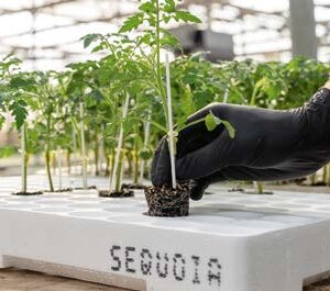 Sequoia F1