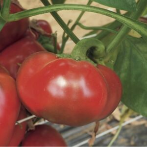 Topepo Rosso – Flumeri