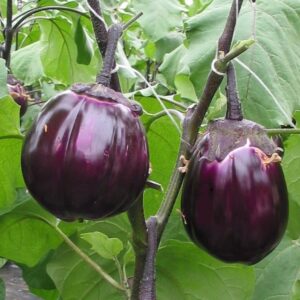 Violetta Di Firenze – Palermitana