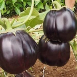 Black Beauty – Baffa