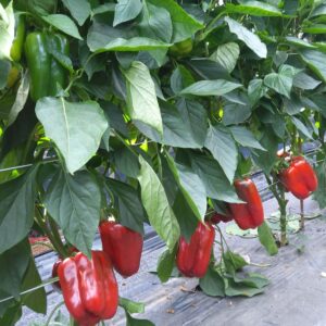 Ovidio (Pl 19008) F1*