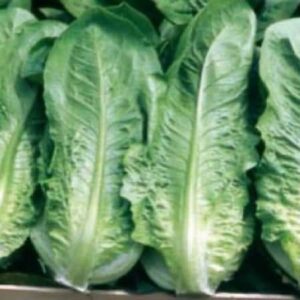 Romana Bionda Lentissima A Montare