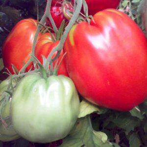 Cuor di bue sel. Calabrese