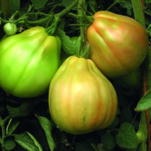 Cuor di bue sel. Albenga