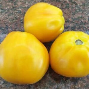 Cuor Di Bue Sel. Jesi