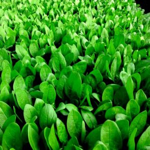 Deneb F1 (Ex Spw23005)