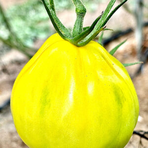 Legolas (Ex Oxh3413) F1