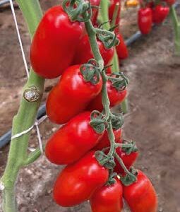 BABYZANO (ex MDP 3206) F1