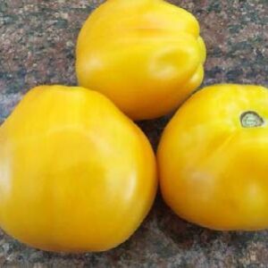 Cuore di bue sel. Jesi