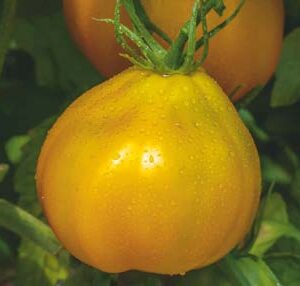 LEGOLAS (ex OXHY 3413) F1